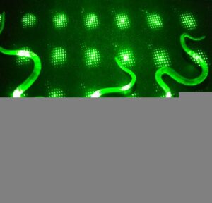 Şaka Yılan ve Kırkayak Karışık 36 Adet