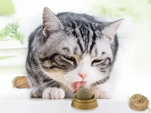 Kedi Otu Oyun Topu