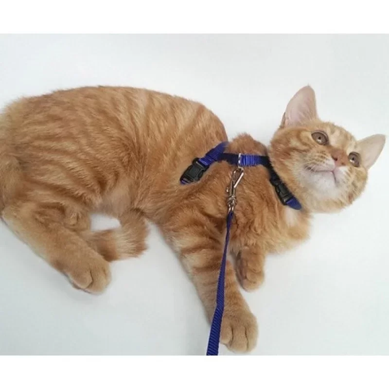 Kedi Boyun ve Göğüs Tasması - Görsel 3