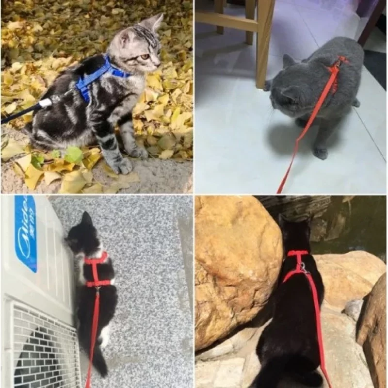 Kedi Boyun ve Göğüs Tasması - Görsel 5