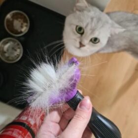 4.5 Kilo Üzeri Kısa Tüylü Kediler için Tüy Toplama Tarağı (K0)