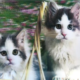 5D Elmas Boyama Sevimli Kediler İkili Kedi Resmi Tablosu 40x60 cm (K0)