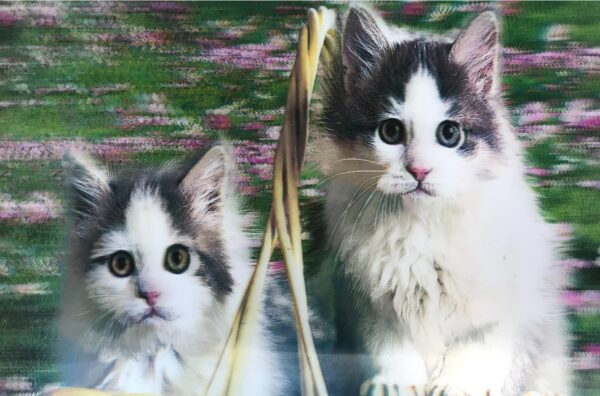5D Elmas Boyama Sevimli Kediler İkili Kedi Resmi Tablosu 40x60 cm (K0)