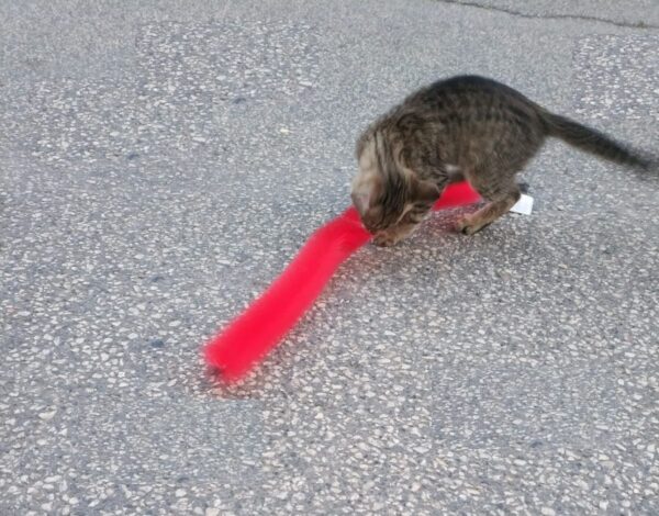 Kedi Tırmalama Fırçası - Kedi Oyuncağı (K0) - Görsel 4