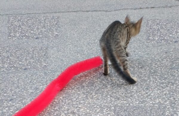 Kedi Tırmalama Fırçası - Kedi Oyuncağı (K0) - Görsel 5