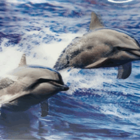 Çocuk   5D Elmas Boyama Sevimli Yunuslar İkili Yunus Resmi Tablosu 30x40 cm