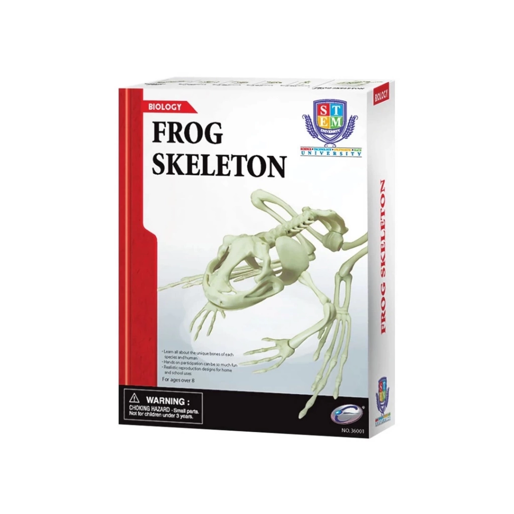 Eğitici Oyuncak Kurbağa İskeleti Bilim Seti - Görsel 2