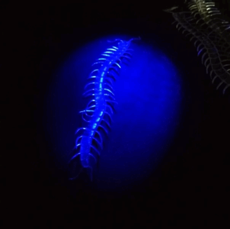 Çocuk Şaka Yılan ve Kırkayak Karışık 36 Adet