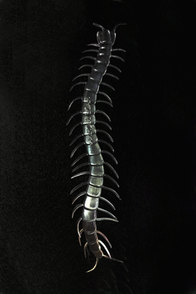 Çocuk Şeffaf Renk Karanlıkta Parlayan Fosforlu Kırkayak 13 cm 1 Adet