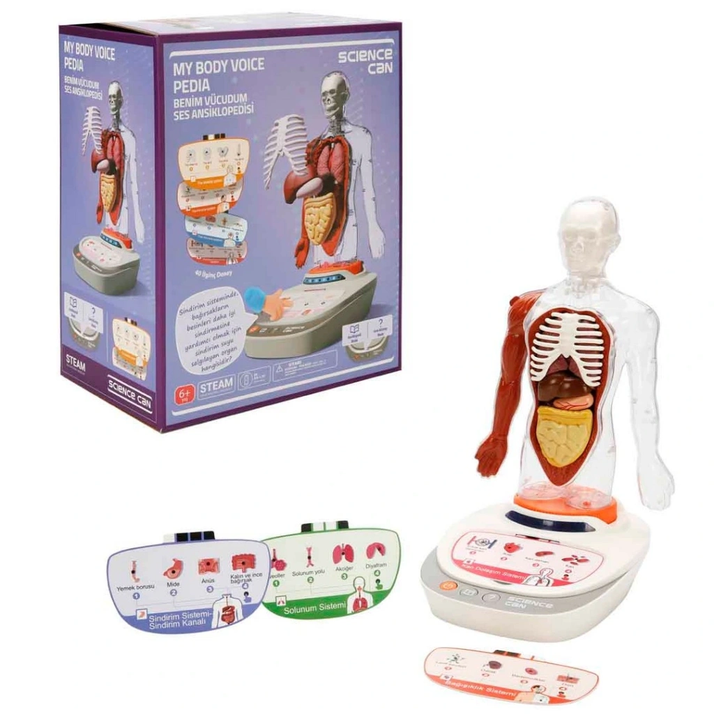 Eğitici Oyuncak Sesli İnsan Vücudu Modeli Bilim Seti