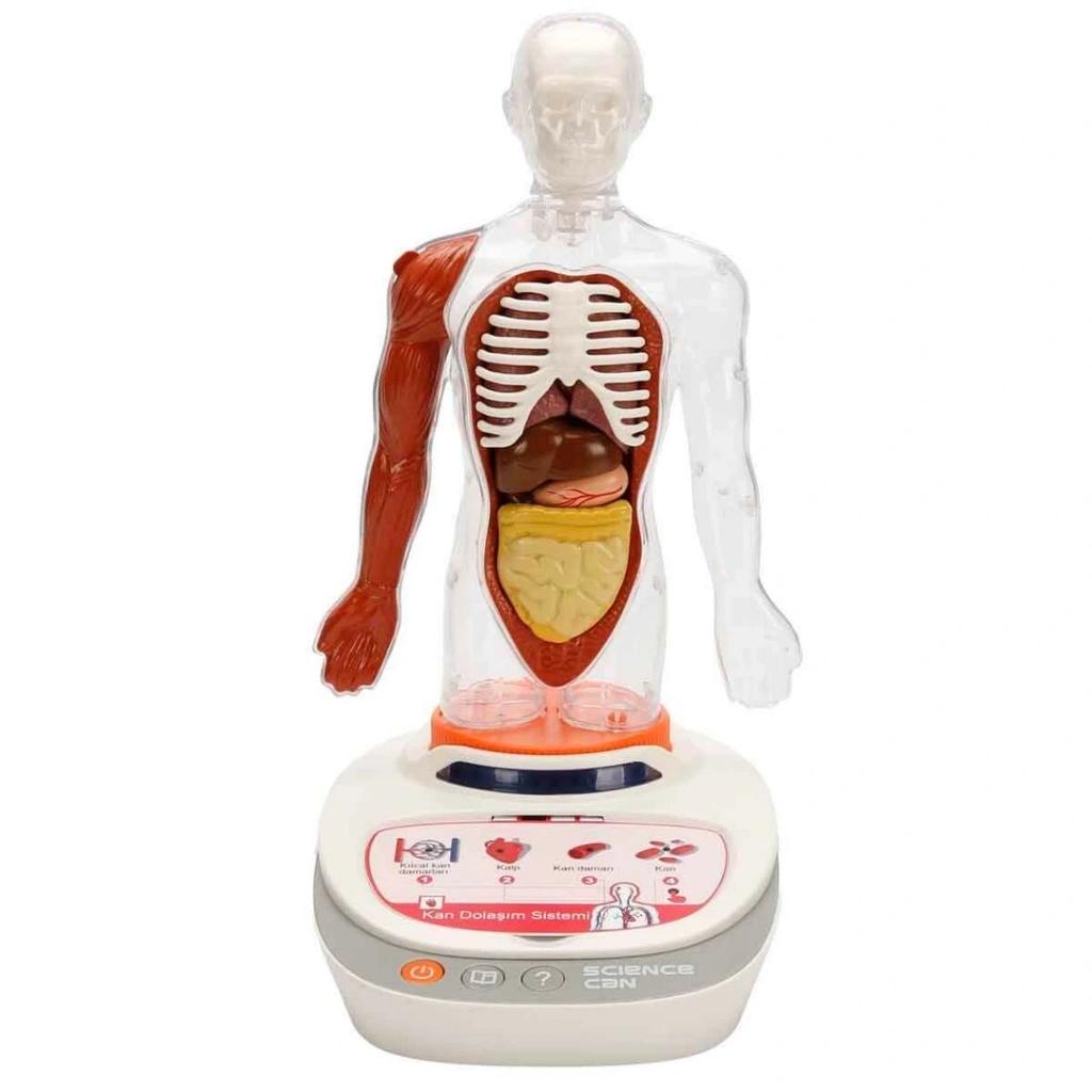 Eğitici Oyuncak Sesli İnsan Vücudu Modeli Bilim Seti - Görsel 3