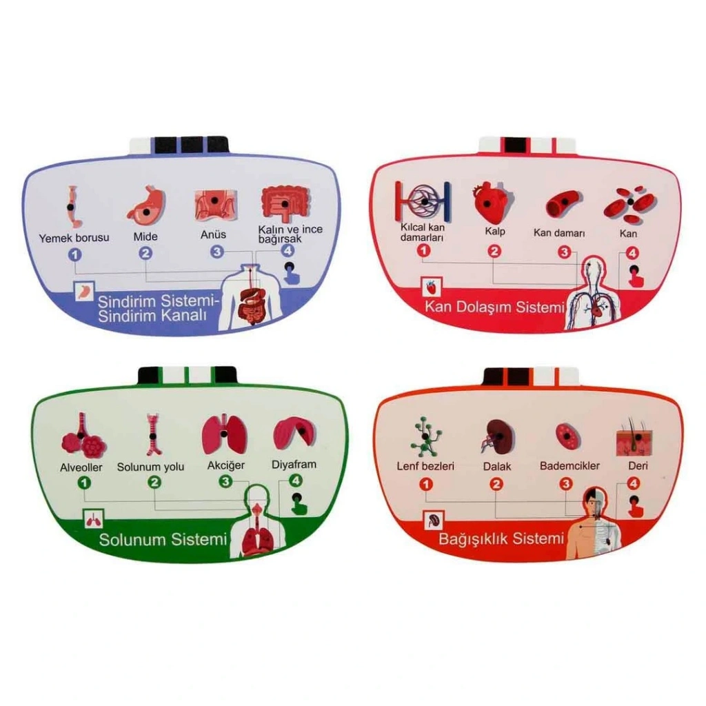 Eğitici Oyuncak Sesli İnsan Vücudu Modeli Bilim Seti - Görsel 4