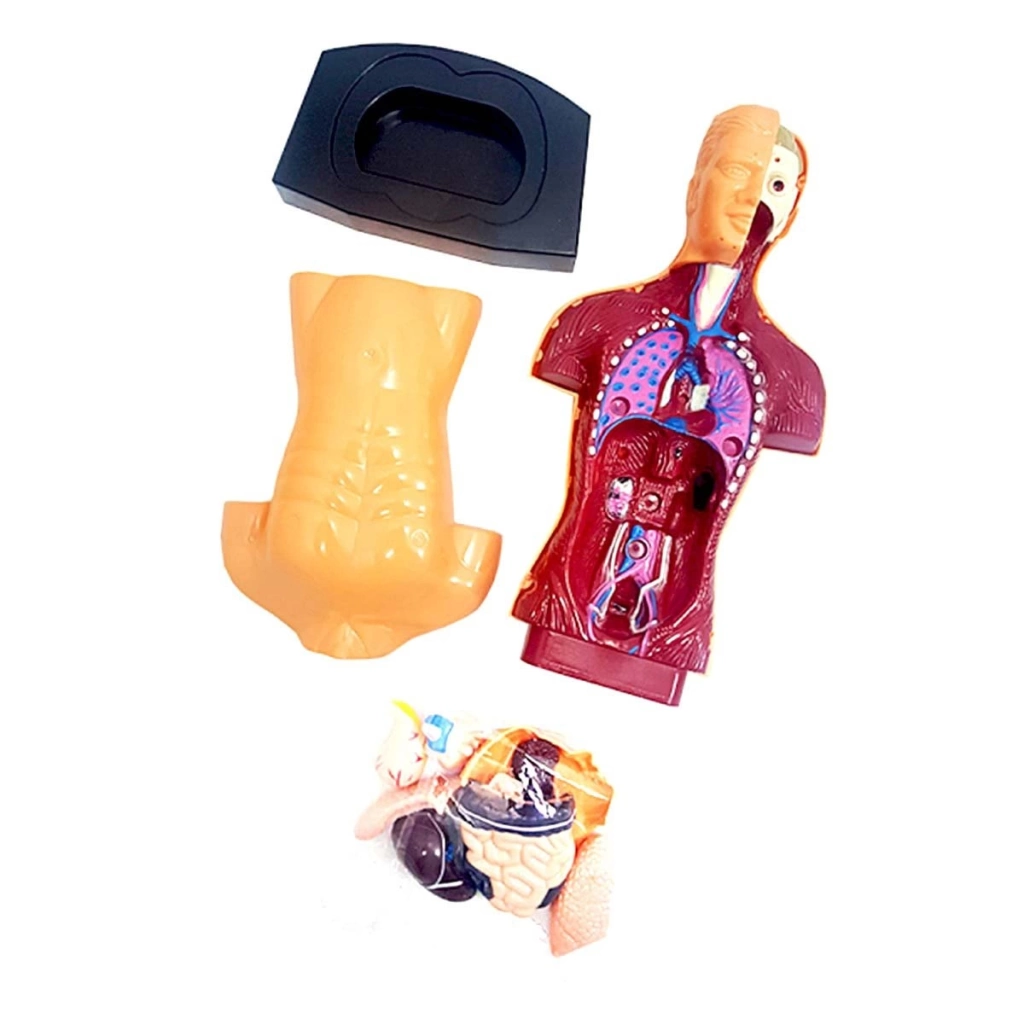 Çocuk The Human Body İnsan Vücudu 3D Eğitim Seti 3301 - Görsel 2