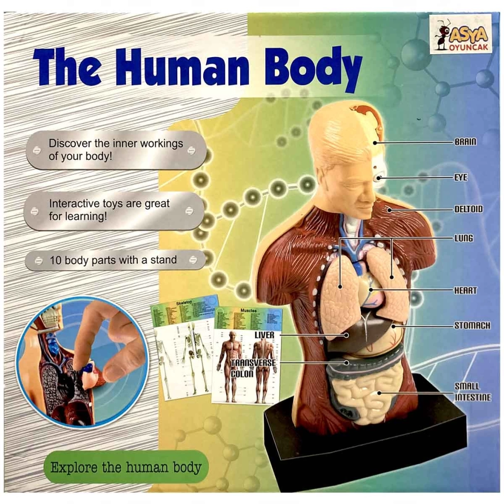 Çocuk The Human Body İnsan Vücudu 3D Eğitim Seti 3301 - Görsel 3