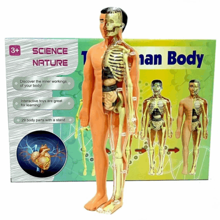 Çocuk The Human Body İnsan Vücudu 3D Eğitim Seti 3302
