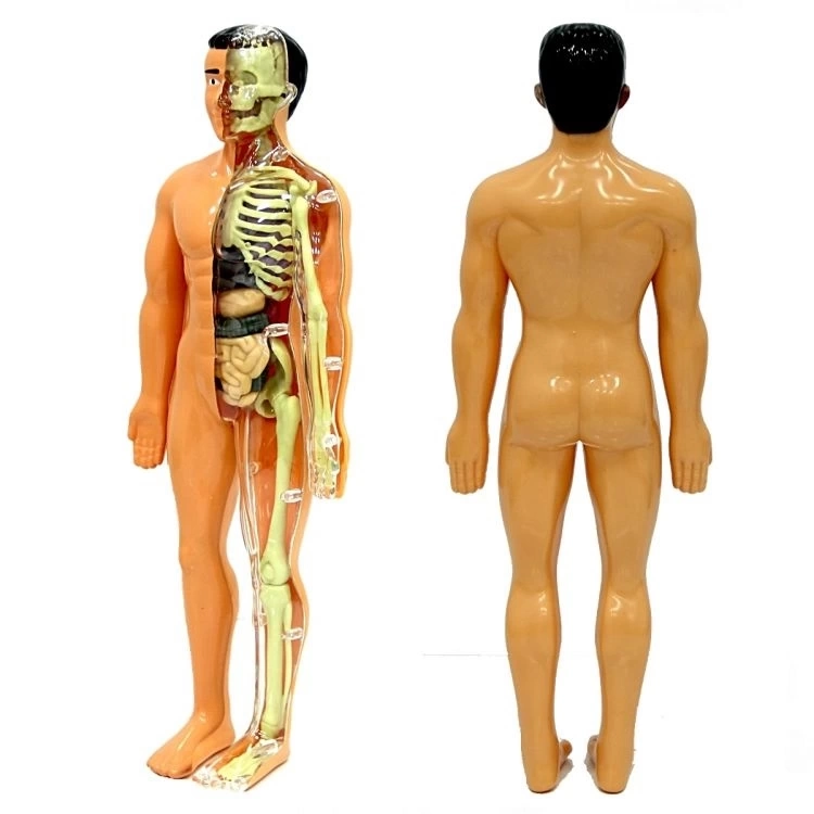 Çocuk The Human Body İnsan Vücudu 3D Eğitim Seti 3302 - Görsel 2