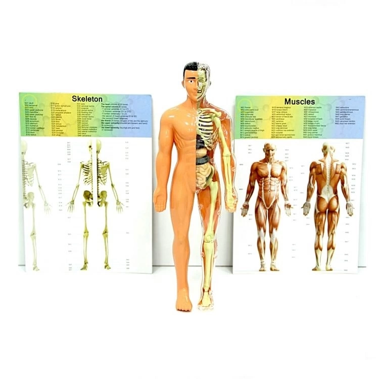 Çocuk The Human Body İnsan Vücudu 3D Eğitim Seti 3302 - Görsel 4