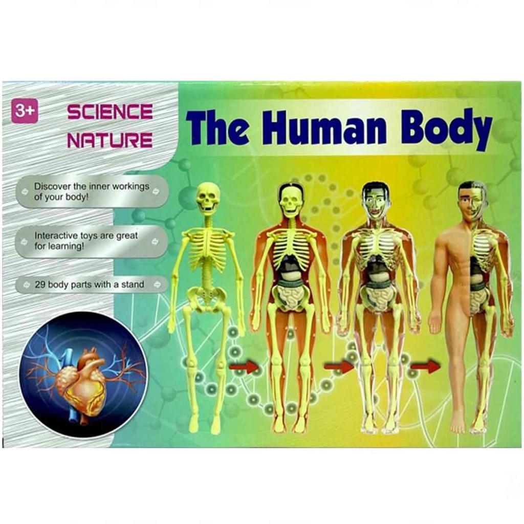 Çocuk The Human Body İnsan Vücudu 3D Eğitim Seti 3302 - Görsel 5
