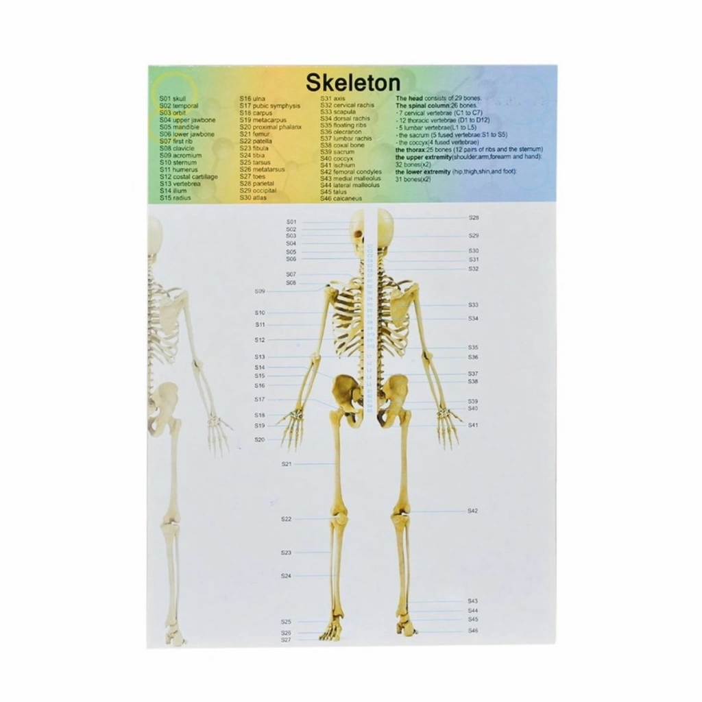 The Human Body İnsan Vücudu 3D Eğitim Seti 3305 - Görsel 3