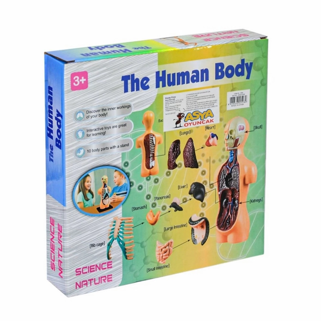 The Human Body İnsan Vücudu 3D Eğitim Seti 3305 - Görsel 5