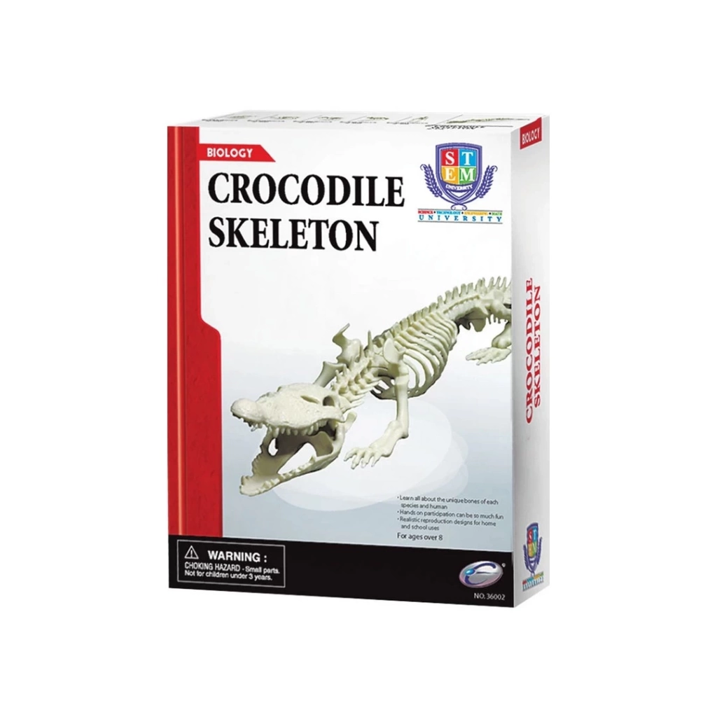Eğitici Oyuncak Timsah İskeleti Bilim Seti - Görsel 2