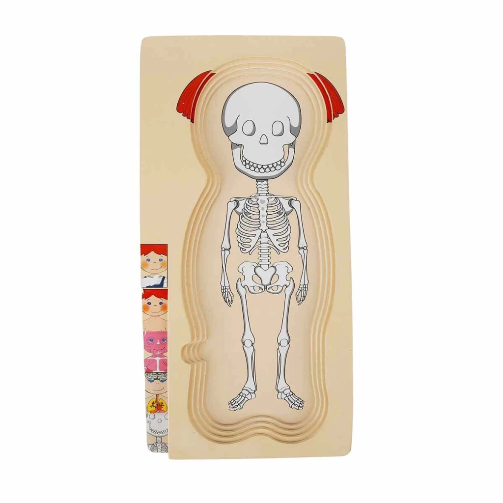 Eğitici Çocuk Oyuncak Woody Oyna Öğren Katmanlı İnsan Vücudu Ahşap Puzzle 4 x 7 Parça - Görsel 2