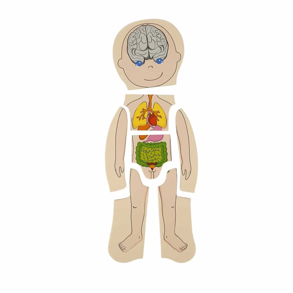 Eğitici Çocuk Oyuncak Woody Oyna Öğren Katmanlı İnsan Vücudu Ahşap Puzzle 4 x 7 Parça - Görsel 3