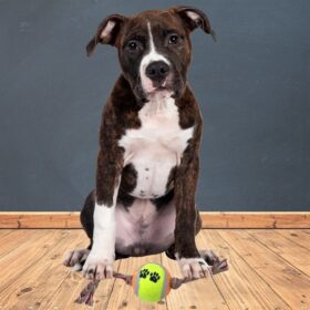 Renkli Halat Ve Tenis Toplu Yumaklı Köpek Çekiştirme Halat Oyuncağı (K0)