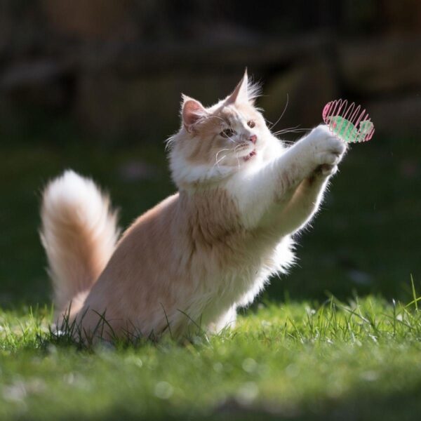 Yaylı Metal Fareli Kafes Kedi Oyun Topu Sıçrayan Spiral Kedi Topu (K0) - Görsel 5